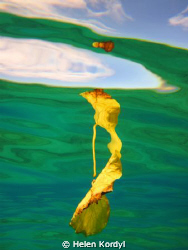 Taken in Hawaii of a floating leaf on the surface - I fre... by Helen Kordyl 